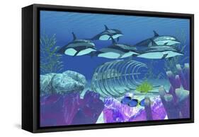 A Pod of Striped Dolphins Swim over an Old Boat Wreck-null-Framed Stretched Canvas