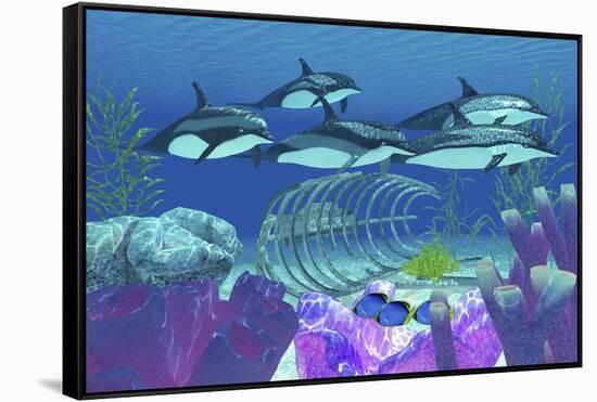 A Pod of Striped Dolphins Swim over an Old Boat Wreck-null-Framed Stretched Canvas