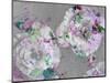 A Poetic Floral Montage from Pink Roses and Begonia Blossoms on Painted Wooden Background-Alaya Gadeh-Mounted Photographic Print