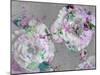 A Poetic Floral Montage from Pink Roses and Begonia Blossoms on Painted Wooden Background-Alaya Gadeh-Mounted Photographic Print