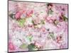 A Poetic Floral Montage from Pink Roses on Painted Texture-Alaya Gadeh-Mounted Photographic Print