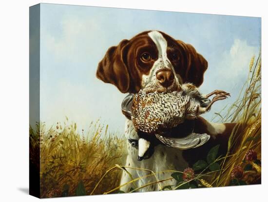 A Pointer with a Quail Amongst Clover-Arthur Fitzwilliam Tait-Stretched Canvas