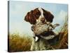 A Pointer with a Quail Amongst Clover-Arthur Fitzwilliam Tait-Stretched Canvas