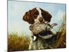 A Pointer with a Quail Amongst Clover-Arthur Fitzwilliam Tait-Mounted Giclee Print