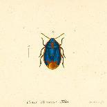 Cimex Oleraceus-A^ Poiteau-Art Print