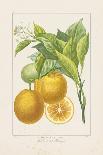 Les Citrons II-A^ Poiteau-Giclee Print