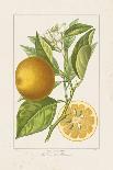 Les Citrons I-A^ Poiteau-Giclee Print
