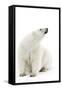 A Polar Bear in the White of the Frozen Arctic Ocean, Svalbard, Norway-ClickAlps-Framed Stretched Canvas