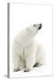 A Polar Bear in the White of the Frozen Arctic Ocean, Svalbard, Norway-ClickAlps-Stretched Canvas
