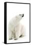 A Polar Bear in the White of the Frozen Arctic Ocean, Svalbard, Norway-ClickAlps-Framed Stretched Canvas