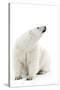 A Polar Bear in the White of the Frozen Arctic Ocean, Svalbard, Norway-ClickAlps-Stretched Canvas