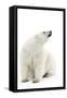 A Polar Bear in the White of the Frozen Arctic Ocean, Svalbard, Norway-ClickAlps-Framed Stretched Canvas