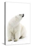 A Polar Bear in the White of the Frozen Arctic Ocean, Svalbard, Norway-ClickAlps-Stretched Canvas