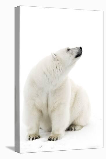 A Polar Bear in the White of the Frozen Arctic Ocean, Svalbard, Norway-ClickAlps-Stretched Canvas