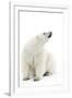 A Polar Bear in the White of the Frozen Arctic Ocean, Svalbard, Norway-ClickAlps-Framed Photographic Print