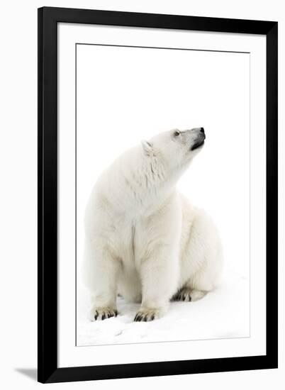 A Polar Bear in the White of the Frozen Arctic Ocean, Svalbard, Norway-ClickAlps-Framed Photographic Print