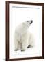 A Polar Bear in the White of the Frozen Arctic Ocean, Svalbard, Norway-ClickAlps-Framed Photographic Print