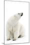 A Polar Bear in the White of the Frozen Arctic Ocean, Svalbard, Norway-ClickAlps-Mounted Photographic Print