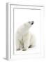 A Polar Bear in the White of the Frozen Arctic Ocean, Svalbard, Norway-ClickAlps-Framed Photographic Print