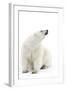 A Polar Bear in the White of the Frozen Arctic Ocean, Svalbard, Norway-ClickAlps-Framed Photographic Print