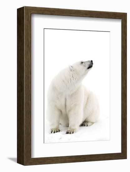 A Polar Bear in the White of the Frozen Arctic Ocean, Svalbard, Norway-ClickAlps-Framed Photographic Print