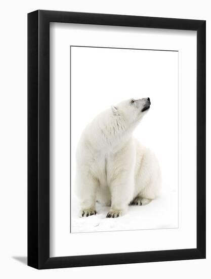 A Polar Bear in the White of the Frozen Arctic Ocean, Svalbard, Norway-ClickAlps-Framed Photographic Print