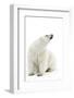 A Polar Bear in the White of the Frozen Arctic Ocean, Svalbard, Norway-ClickAlps-Framed Photographic Print