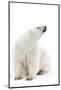 A Polar Bear in the White of the Frozen Arctic Ocean, Svalbard, Norway-ClickAlps-Mounted Photographic Print