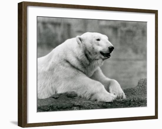 A Polar Bear Resting on a Rocky Ledge at London Zoo in 1931 (B/W Photo)-Frederick William Bond-Framed Giclee Print