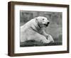 A Polar Bear Resting on a Rocky Ledge at London Zoo in 1931 (B/W Photo)-Frederick William Bond-Framed Giclee Print