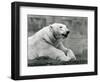 A Polar Bear Resting on a Rocky Ledge at London Zoo in 1931 (B/W Photo)-Frederick William Bond-Framed Giclee Print