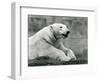 A Polar Bear Resting on a Rocky Ledge at London Zoo in 1931 (B/W Photo)-Frederick William Bond-Framed Giclee Print