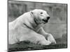 A Polar Bear Resting on a Rocky Ledge at London Zoo in 1931 (B/W Photo)-Frederick William Bond-Mounted Giclee Print