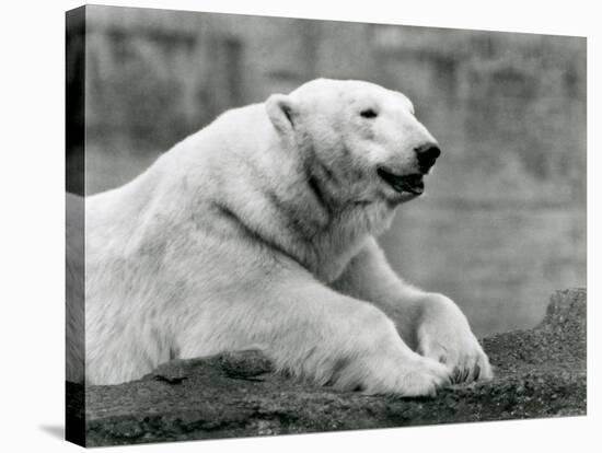 A Polar Bear Resting on a Rocky Ledge at London Zoo in 1931 (B/W Photo)-Frederick William Bond-Stretched Canvas