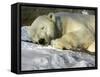 A Polar Bear Sleeps on a Bed of Snow at the Cleveland Metroparks Zoo-null-Framed Stretched Canvas