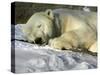 A Polar Bear Sleeps on a Bed of Snow at the Cleveland Metroparks Zoo-null-Stretched Canvas