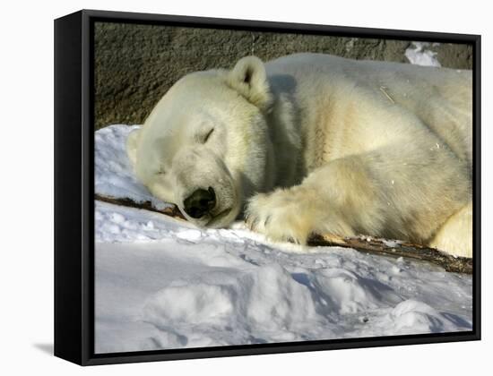 A Polar Bear Sleeps on a Bed of Snow at the Cleveland Metroparks Zoo-null-Framed Stretched Canvas
