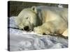 A Polar Bear Sleeps on a Bed of Snow at the Cleveland Metroparks Zoo-null-Stretched Canvas