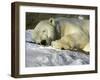 A Polar Bear Sleeps on a Bed of Snow at the Cleveland Metroparks Zoo-null-Framed Photographic Print