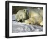 A Polar Bear Sleeps on a Bed of Snow at the Cleveland Metroparks Zoo-null-Framed Photographic Print