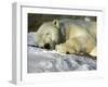 A Polar Bear Sleeps on a Bed of Snow at the Cleveland Metroparks Zoo-null-Framed Photographic Print