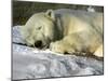 A Polar Bear Sleeps on a Bed of Snow at the Cleveland Metroparks Zoo-null-Mounted Photographic Print