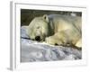 A Polar Bear Sleeps on a Bed of Snow at the Cleveland Metroparks Zoo-null-Framed Photographic Print