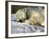 A Polar Bear Sleeps on a Bed of Snow at the Cleveland Metroparks Zoo-null-Framed Photographic Print