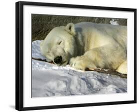 A Polar Bear Sleeps on a Bed of Snow at the Cleveland Metroparks Zoo-null-Framed Photographic Print