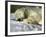 A Polar Bear Sleeps on a Bed of Snow at the Cleveland Metroparks Zoo-null-Framed Photographic Print