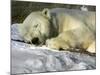 A Polar Bear Sleeps on a Bed of Snow at the Cleveland Metroparks Zoo-null-Mounted Photographic Print