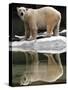 A Polar Bear Stands at the Edge of a Pool at the Bronx Zoo-null-Stretched Canvas