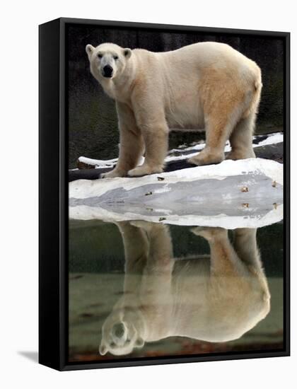 A Polar Bear Stands at the Edge of a Pool at the Bronx Zoo-null-Framed Stretched Canvas