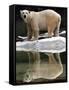 A Polar Bear Stands at the Edge of a Pool at the Bronx Zoo-null-Framed Stretched Canvas